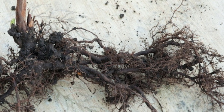 tree root