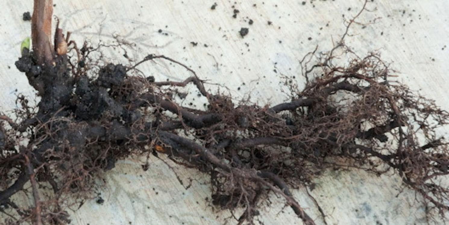 tree root